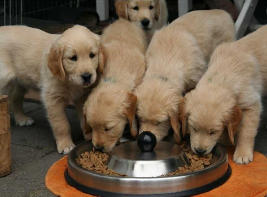 Puppy eating in a group 