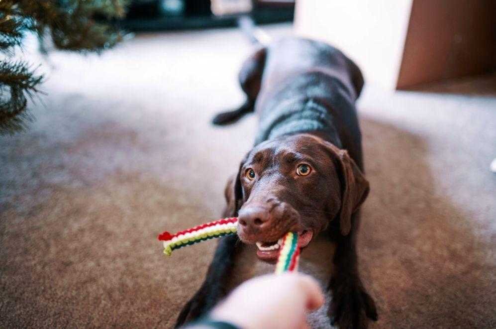 Active Dog, playing with a toy 