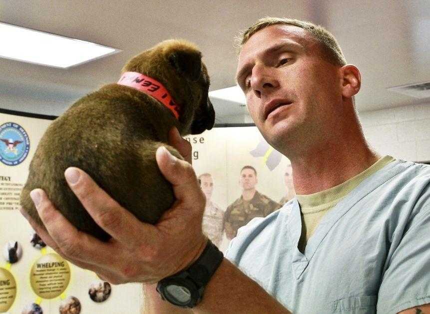 Dog’s Regular Checkup