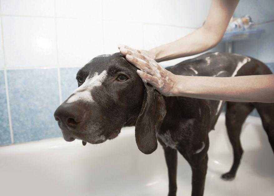 dog getting a shower at home 