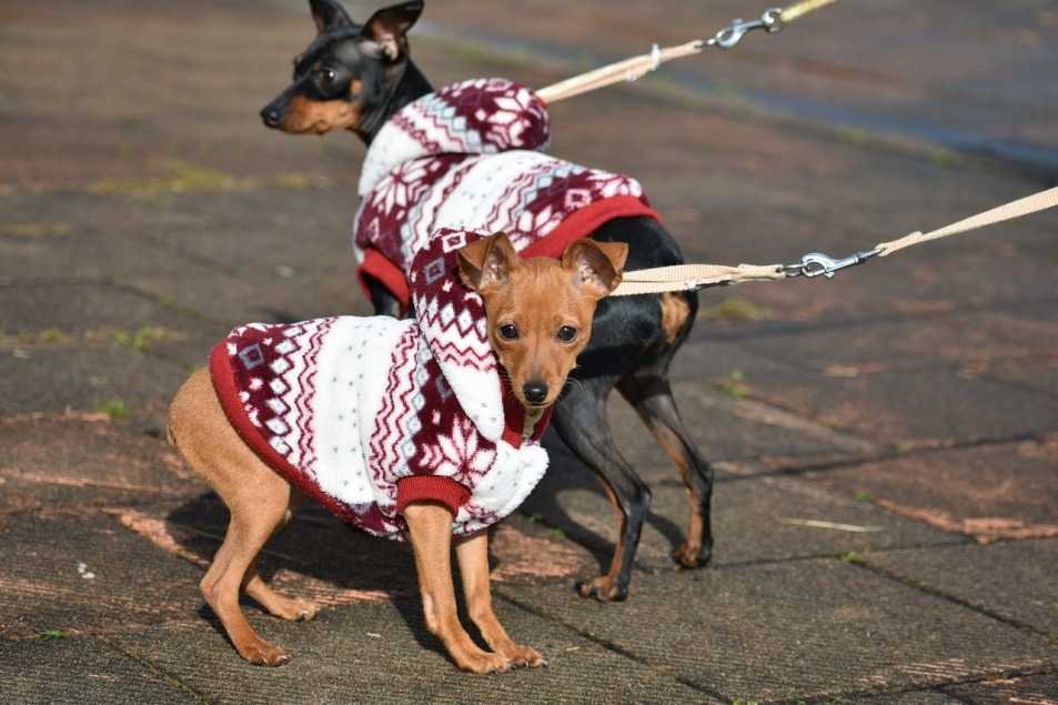 Dog clothing 