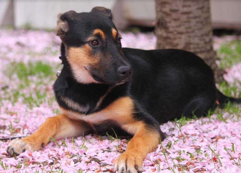 cherry-blossom-flowers-puppy-dog