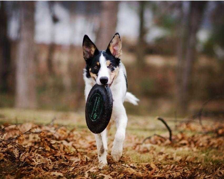 dog-biting-frisbee-disc