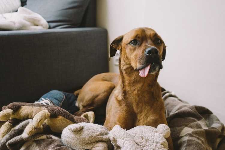 puppy with a tongue out 