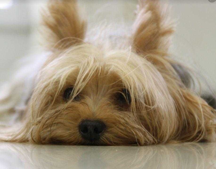yorkshire-terrier-dog-yorkie