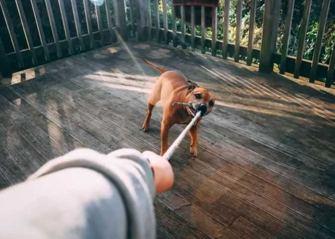 Dog Biting Rope