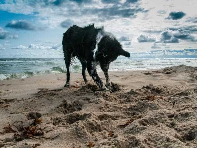 Dog on seashore