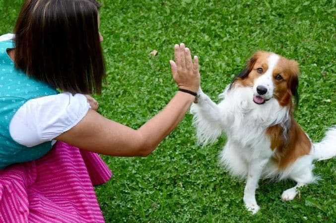 Handshaking a dog