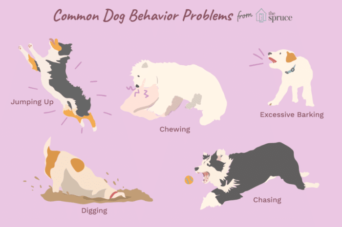 common-dog-behavior-problems
