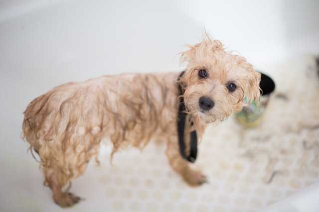 a puppy standing wet in a bathtub after bathing