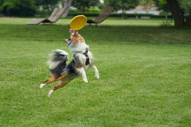 an australian shepherd catching a frisbee in the park