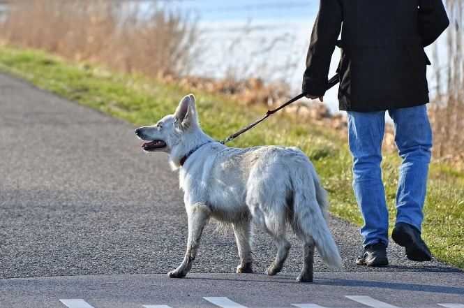 white-dog walking on leash