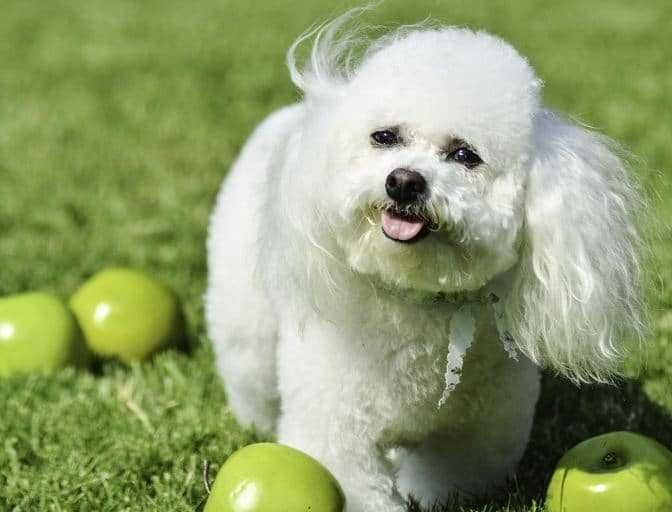 Bichon Frise Dog - Hypoallergenic Dogs Breeds