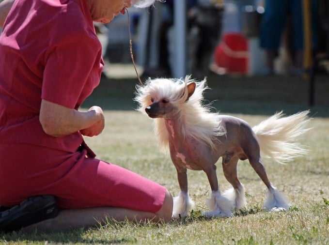 Chinese Crested - Hypoallergenic Dogs Breeds