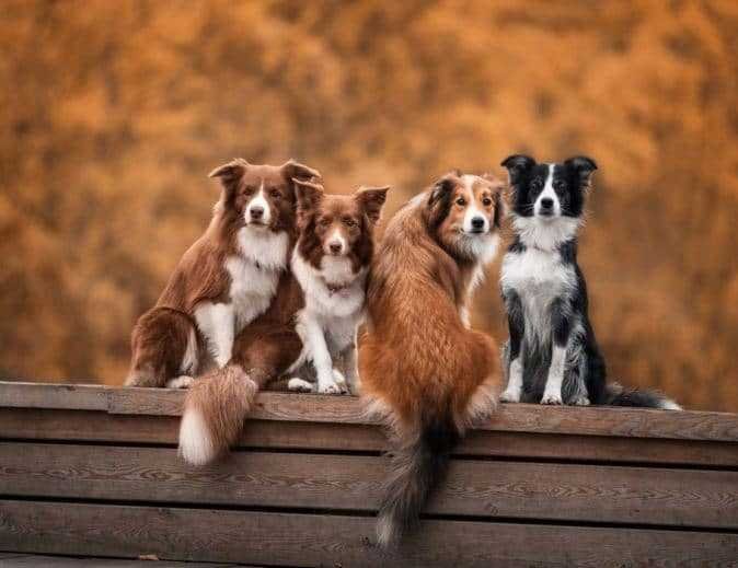 Dogs on Wooden Bench