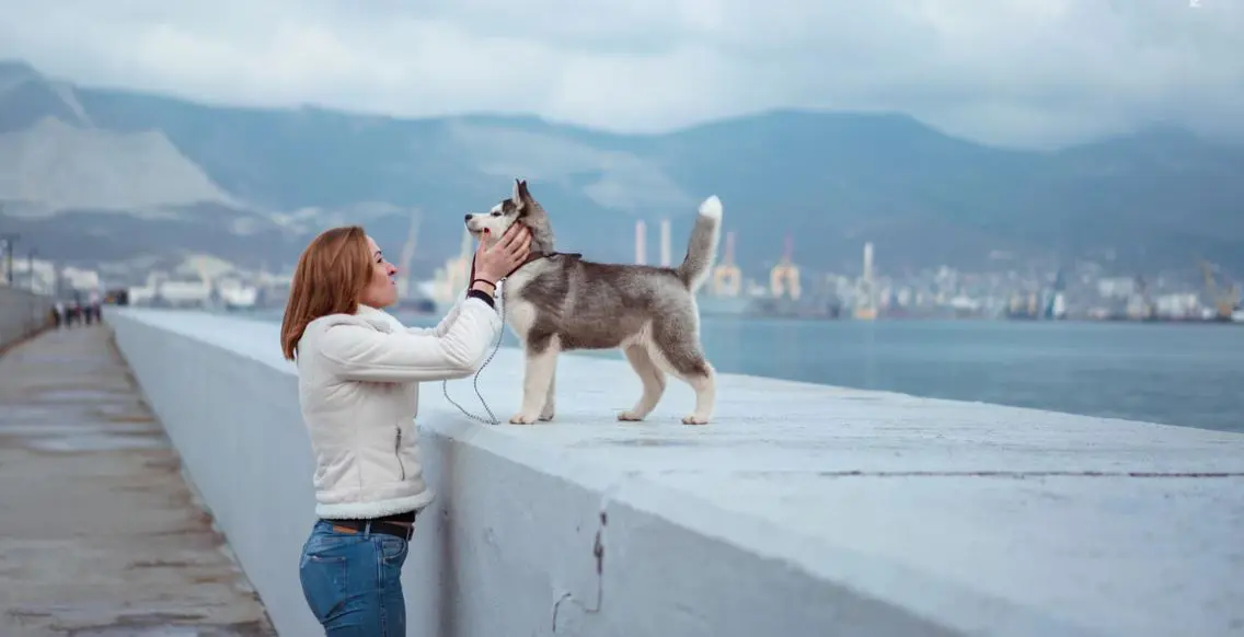 Humans Will Adopt Dogs
