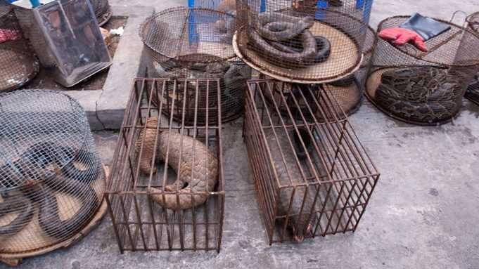 Myanmar_Illicit_Endangered_Wildlife_Market