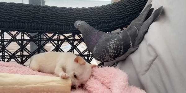 Pigeon and Puppy