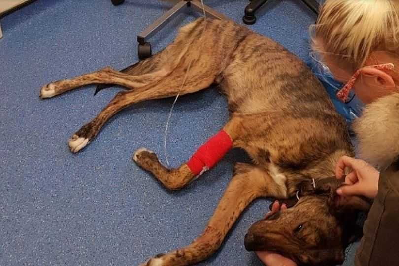 A dog lying down who is affected from Alabama Rot disease.