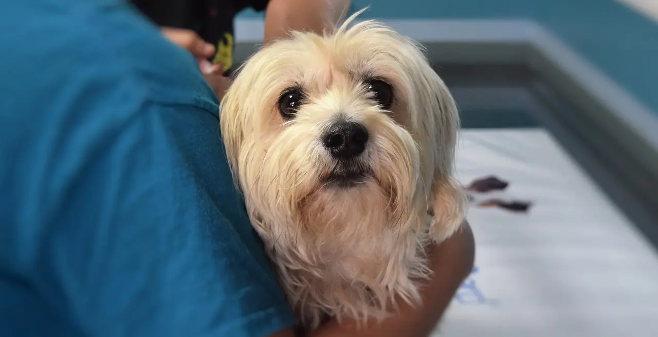 dog and vet