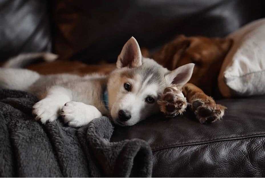 dog sleeping on a couch