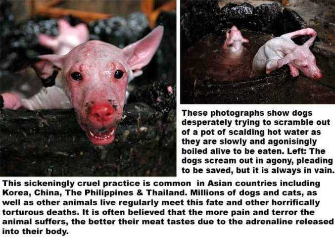 dogs-being-boiled-alive-web