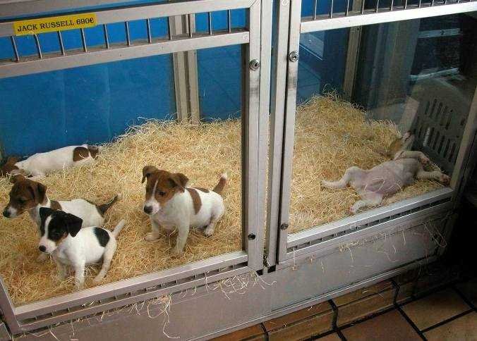 pet-store-puppies