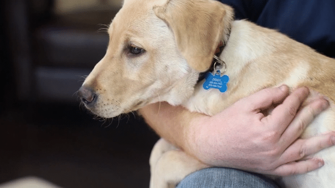 California Couple Spends 50,000$ To Clone Pet Dog