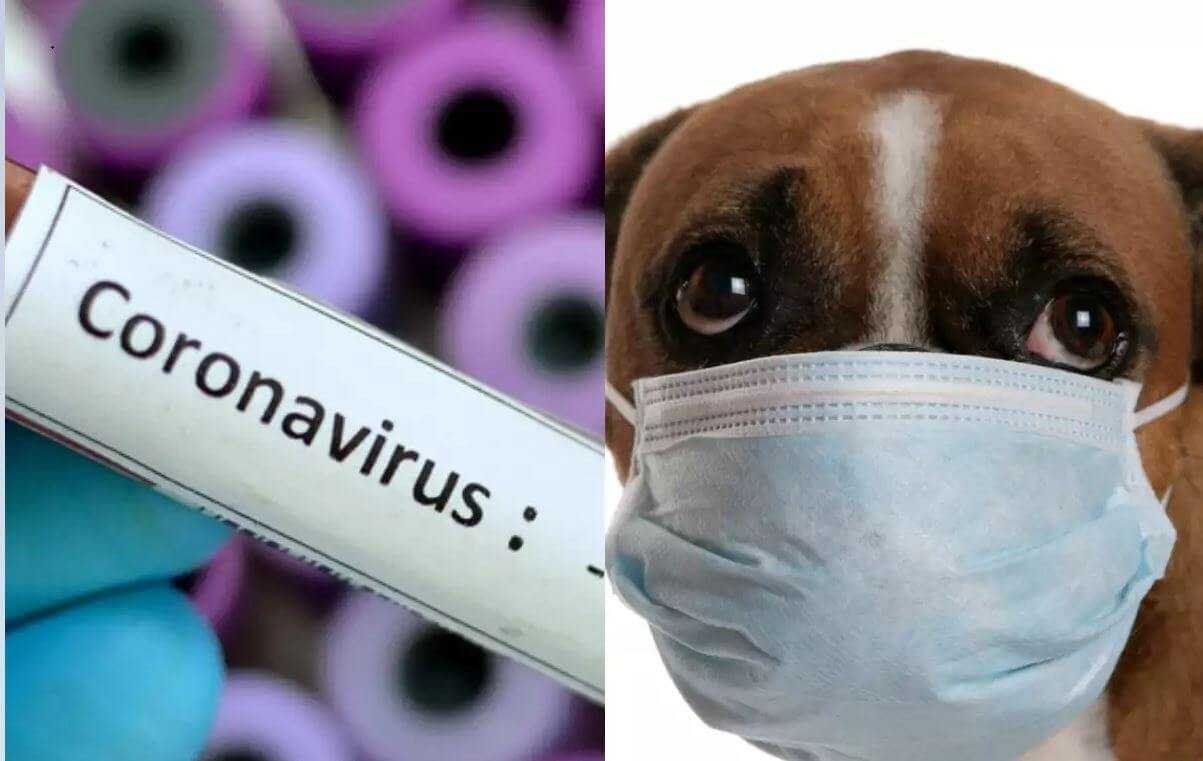 coronavirus-dog