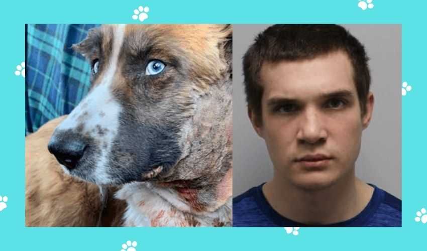 Man Arrested in Tennessee for Abating Dog Fight And Causing the Death of a Young Dog