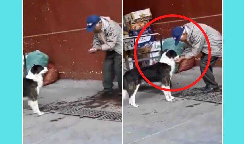 old man feeding water to stray dog