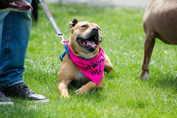 Coming May Finally Has Some of The Best Virtual Dog-Friendly Events to Check Out!