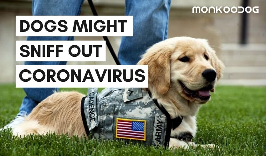 Dogs Are Being Trained To Detect The COVID - 19 virus