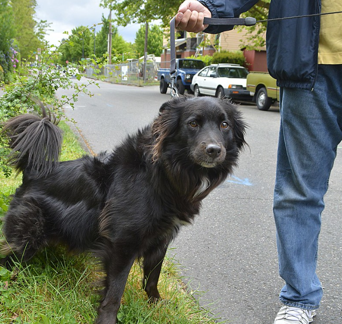 dog on leash 