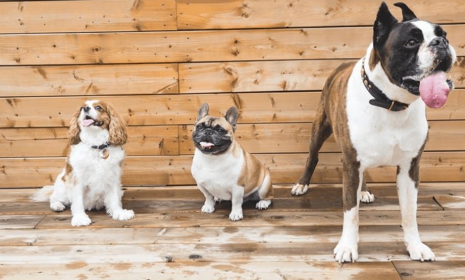 dog-weight-calculator