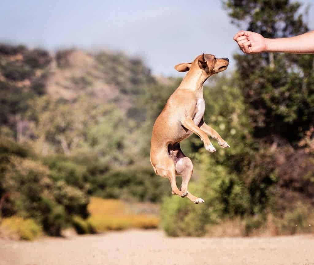 Dog jumping to catch 