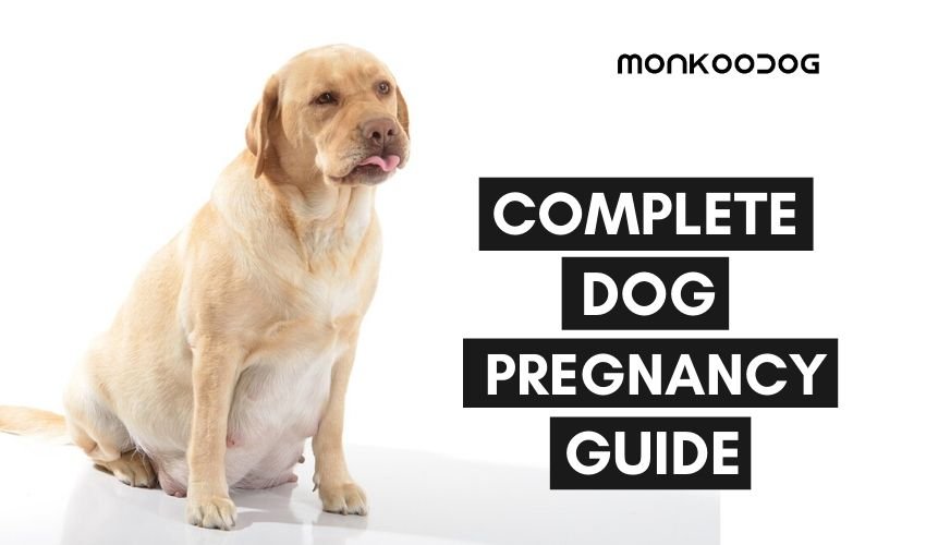 Dog pregnancy guide