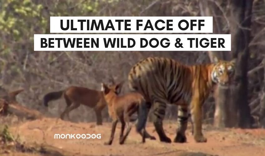 Wild Dog Had An Ultimate Face-off With the Tiger, Leaves Internet Surprised