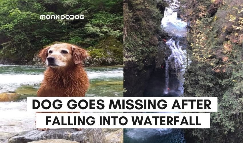 dog goes missing after falling into waterffall