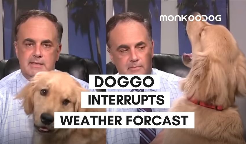 A Dog Steals Hearts of Viewers As He Interrupts A Weather Forecast in This Adorable Video!