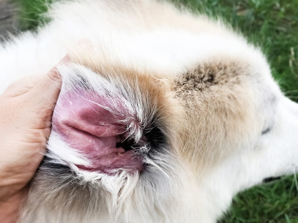 Skin Infection in Dogs - An Important yet Neglected Condition - Monkoodog