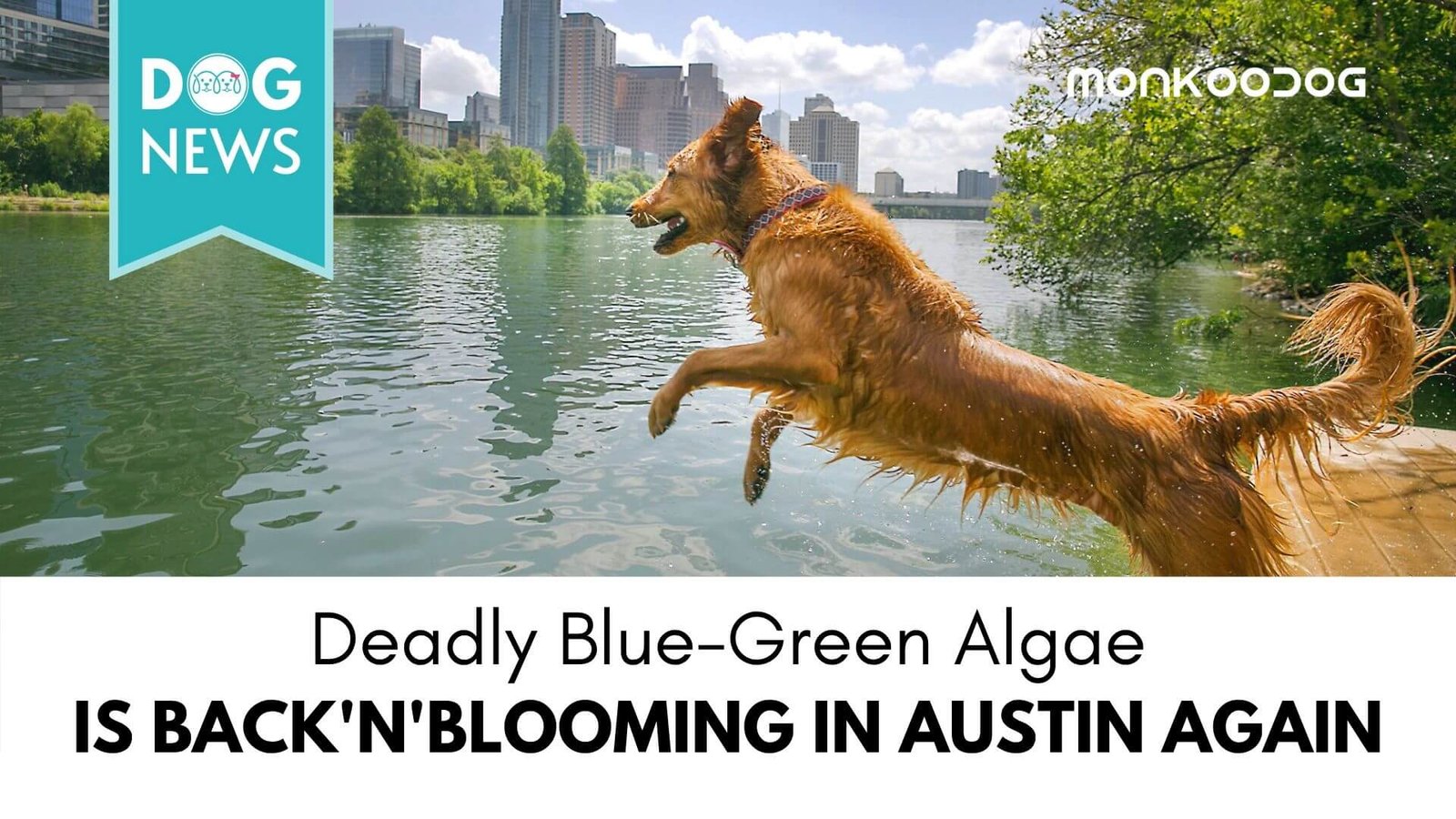Austin’s-dog-killing-algae-seems-to-be-back-in-bloom-with-the-rising-temperature