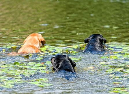 Three Labrador dogs are swimming in the lake. Austin’s dog killing algae seems to be back in bloom with the rising temperature.