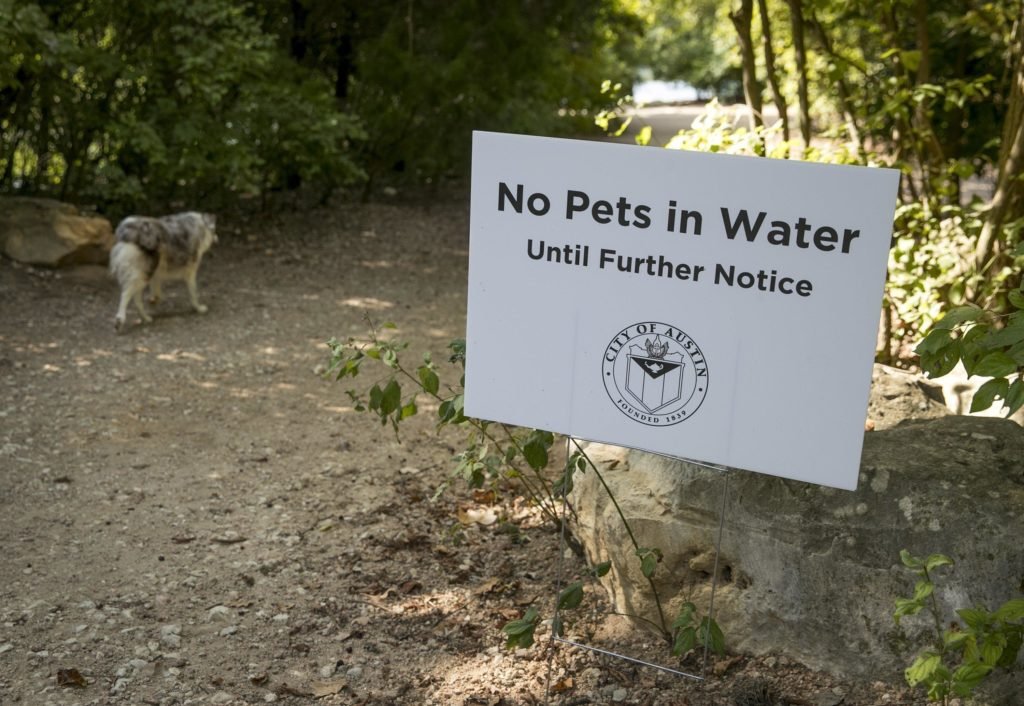A board sign saying 'No Pets in Water until Further Notice' with a dog walking in background right after an alert of Austin’s dog killing algae seems to be back in bloom with the rising temperature