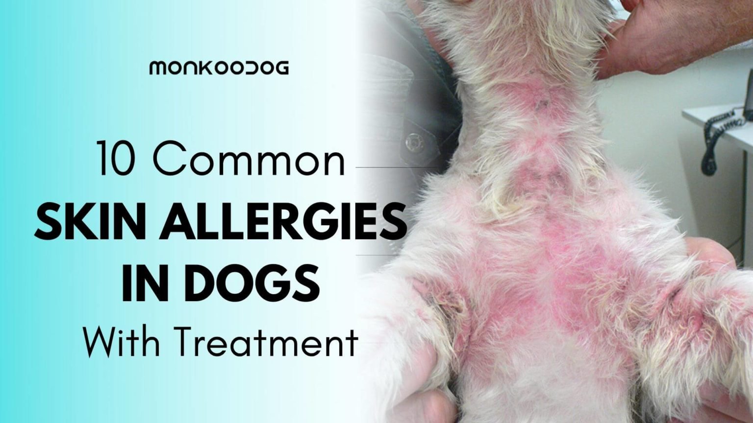 skin-infection-in-dogs-an-important-yet-neglected-condition-monkoodog