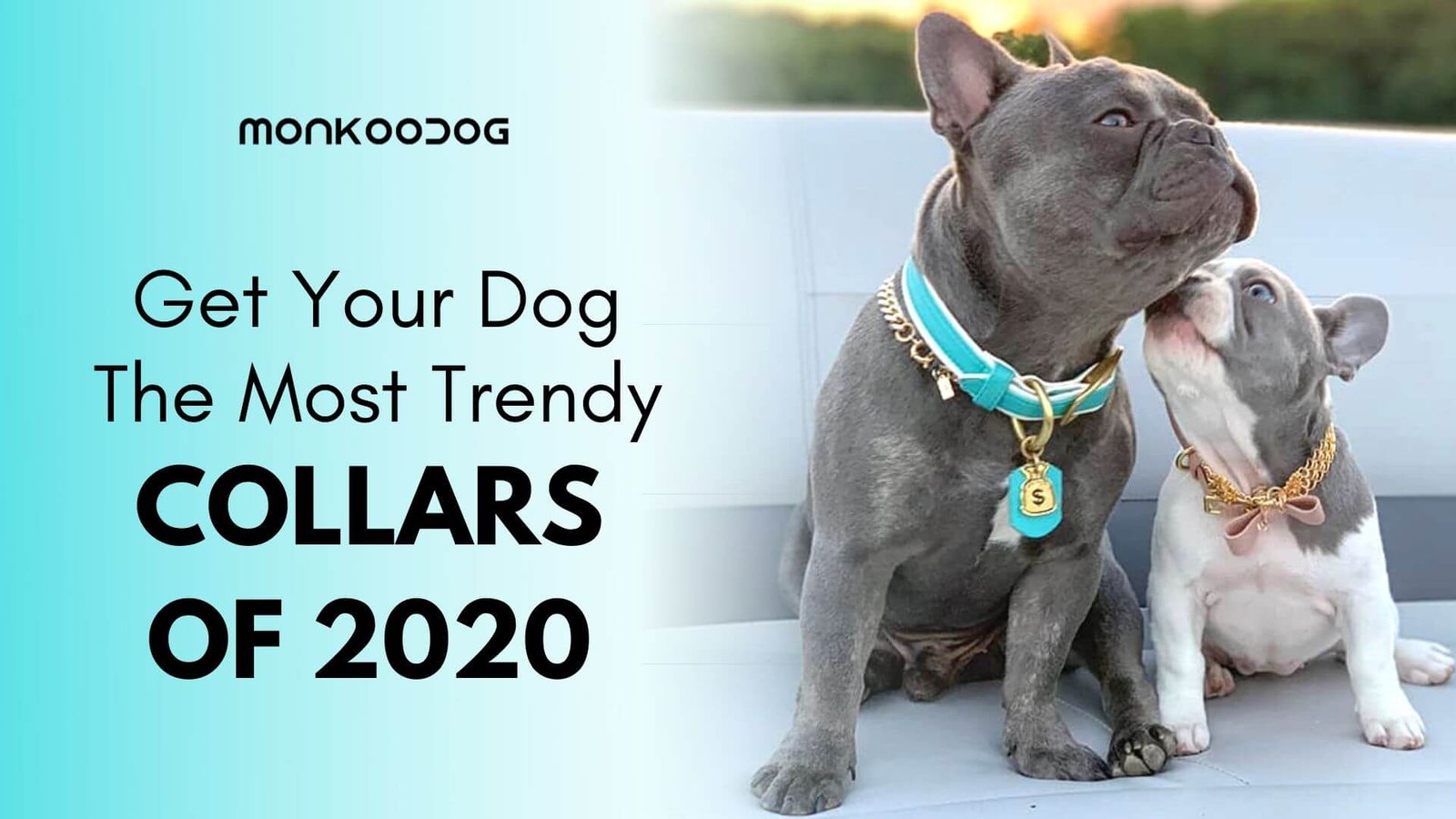 dog collars to buy