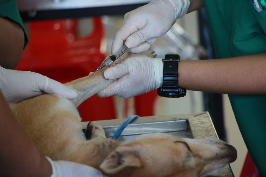 A Dog is Getting Vaccinated