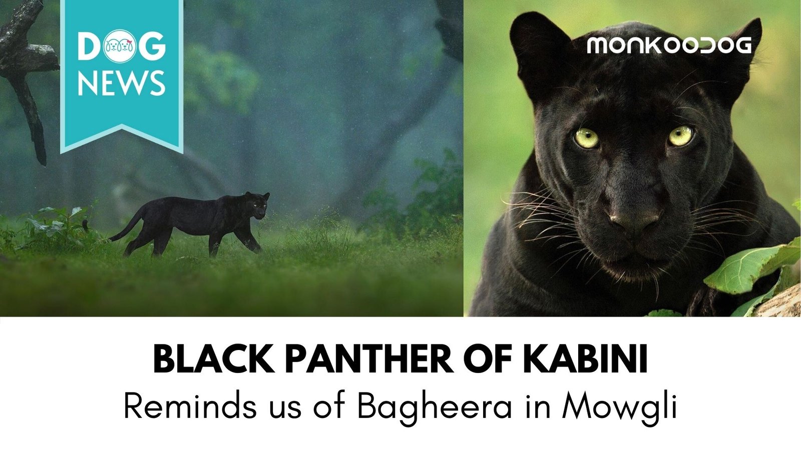 Black Panther spotted in Karnataka's Dense Kabini Forest. Pictures going Viral.