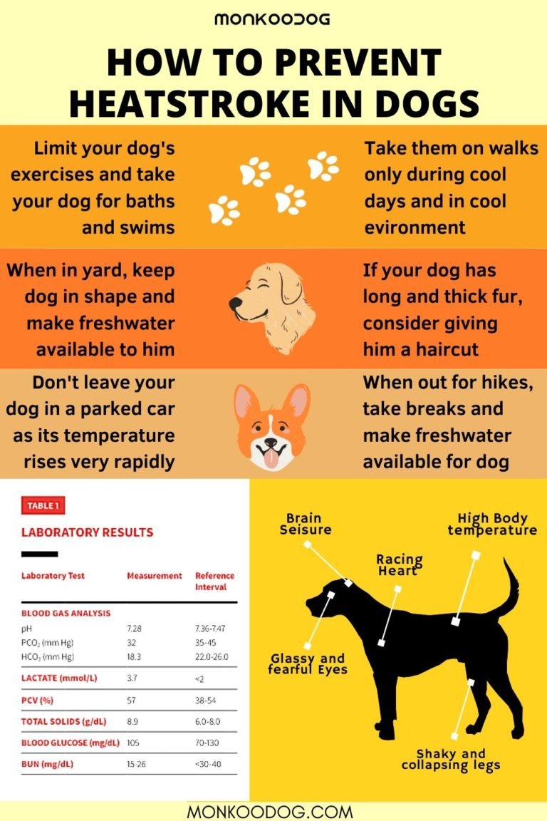 HOW TO PREVENT HEATSTROKE IN DOGS - Monkoodog