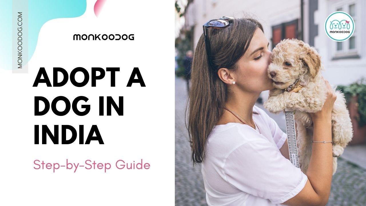 How To Adopt A Stray Dog In India